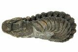 Wide, Curled Morocops Trilobite - Morocco #347253-1